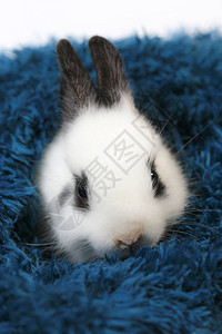 可爱的白色和黑色小荷兰侏儒兔的特写可爱背景图片