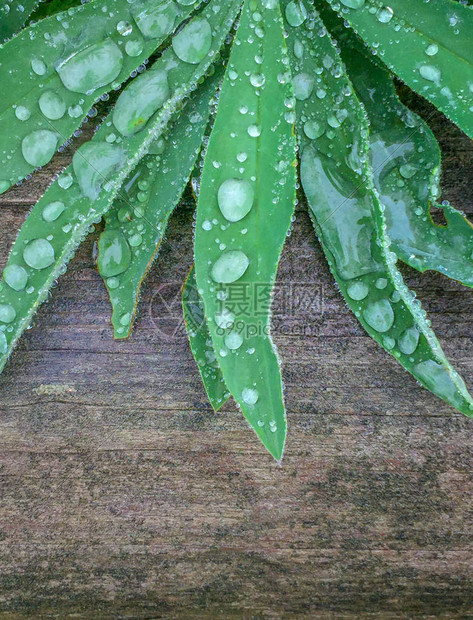 arcticus植物的模糊绿色树叶上漂浮着大雨滴图片