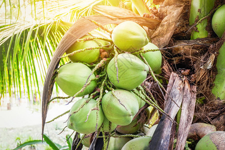 夏季日花果植物上新鲜绿色椰子树淡绿色椰子棕图片