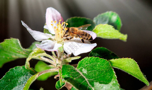 苹果花中忙碌的蜜蜂图片