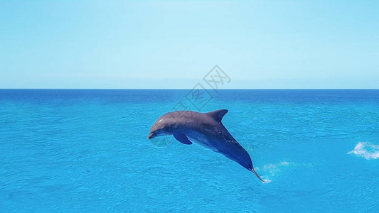 海豚游泳跳跃在蓝海云海洋图片