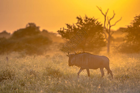 在南非克鲁格公园著名的S100公路上行走的普通蓝色牛羚或斑纹牛羚图片