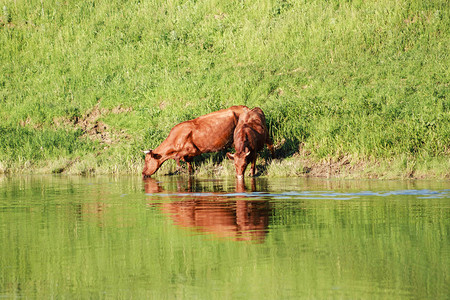 两只奶牛从池塘里喝水图片