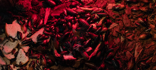 马达加斯的蟑螂吃食物热带蟑图片