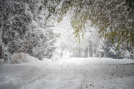 镇上的雪覆盖了街道树隧道和远处一图片