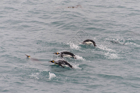 王企鹅在水中游泳图片