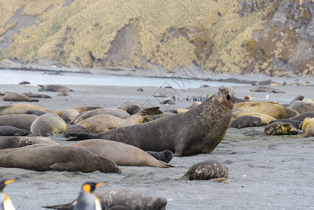 在海岸的侵略海象图片素材