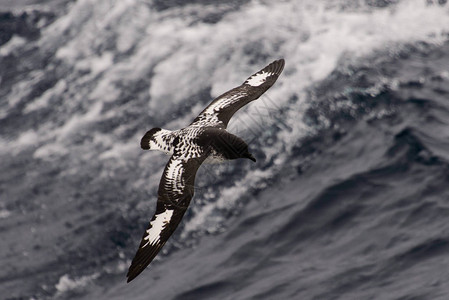 南极海燕ThalassosoicaAntar图片