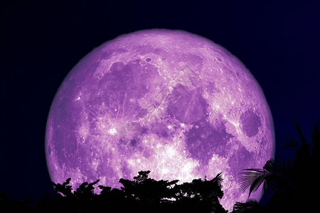 夜空上的超级紫色月亮背影树植物和云彩图片
