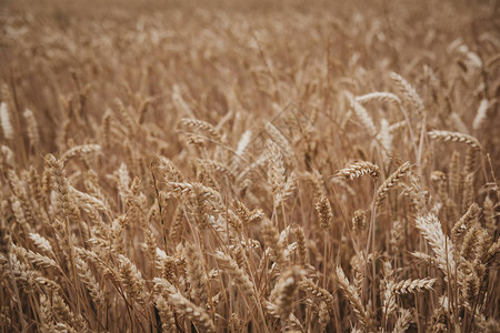 对小麦作物田的低角度观察图片