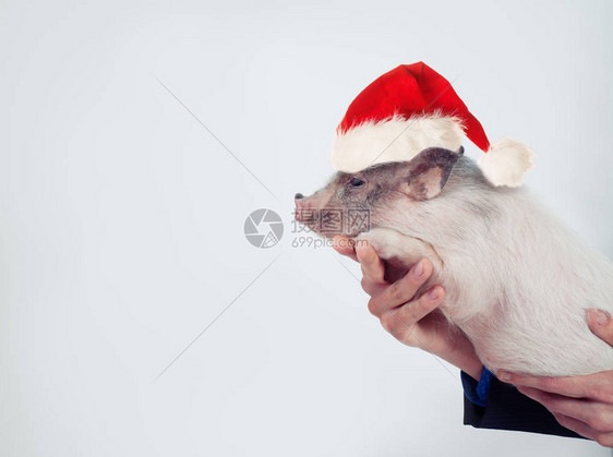 穿着圣诞老人帽子的可爱猪在白人图片