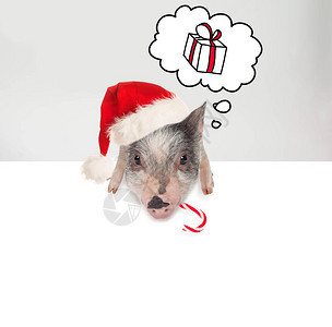 圣诞和新年概念圣塔帽的可爱猪带图片