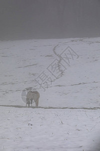 一匹白马在雪地牧场里吃草在迭戈冬季风图片