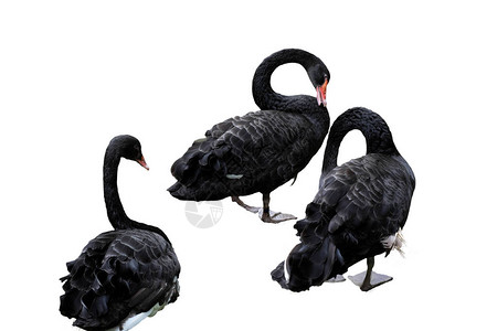 卡通黑天鹅_卡通黑天鹅图片_卡通黑天鹅图片素材大全_摄图网