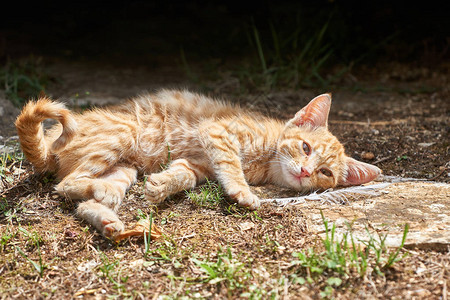 小猫躺在路边休息图片