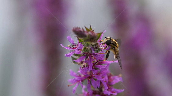 蜜蜂在紫色花朵上寻找花粉图片