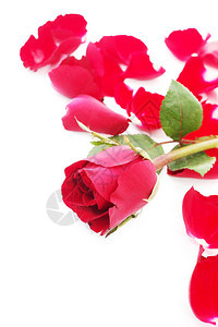 白色背景上的红玫瑰背景图片
