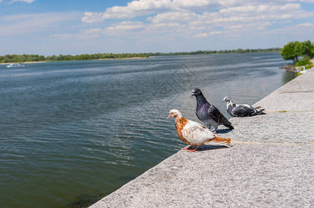 在河边渡假的鸽子家庭坐图片