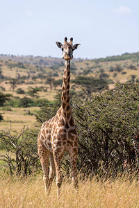 Masai长颈鹿图片