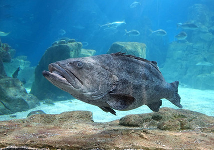 伊斯坦布尔海洋生命水族馆TurkuaZoo的群集者图片