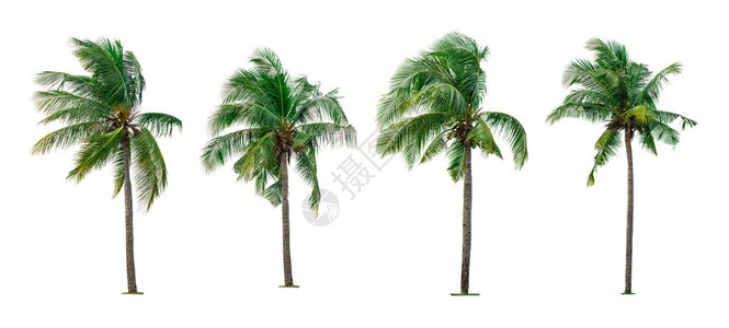 用于广告装饰建筑的白色背景上孤立的椰子树组夏季和天堂海滩概念孤立的热带椰子树四椰子图片