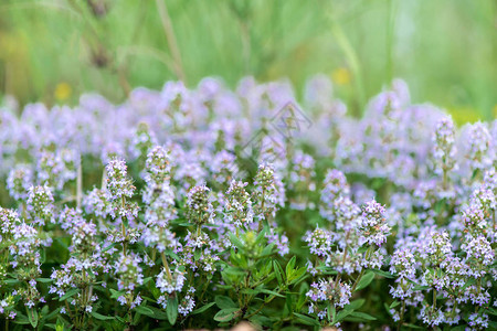 百里香被称为普通百里香花园百里香淡粉色花品种背景图片