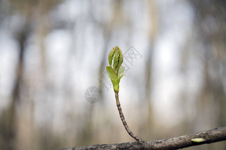 一棵树芽的披露图片