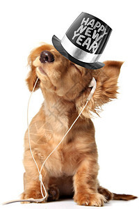 年轻长发达什宗小狗在头套听音乐戴着新图片