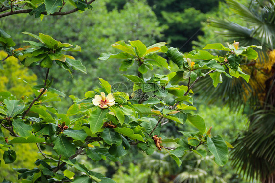 南马格努利亚或公牛湾的美丽花朵Magnoliagrandi图片