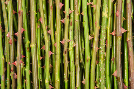 刺背景的玫瑰灌木的茎图片