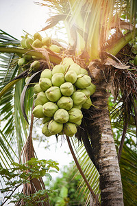 夏季上新新品夏季日花果植物上新鲜绿色椰子树淡绿色椰子棕背景