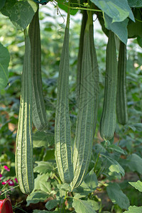 LuffaGourd植物在花园图片