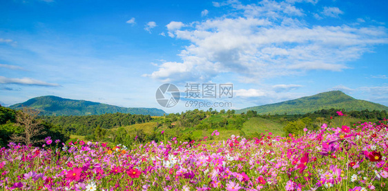 春天的花朵粉红色的田野五颜六色的宇宙花盛开在美丽的花园里图片