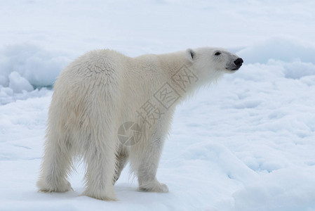 北极海浮冰上的野生北极熊特写图片