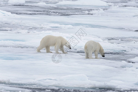 两只年轻的野生北极熊在斯瓦尔巴以北的极图片