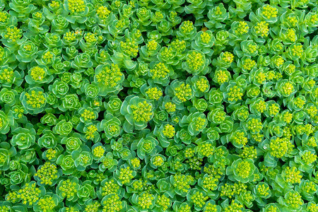 绿色观赏植物背景图片