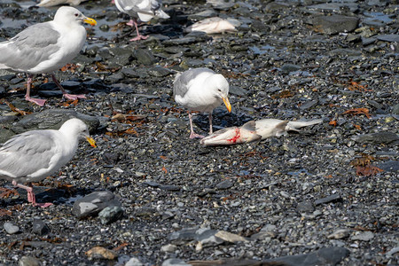 巴尔德斯阿拉斯加的海鸥吃死鲑鱼就像其他鸟儿看着一样在八月的图片