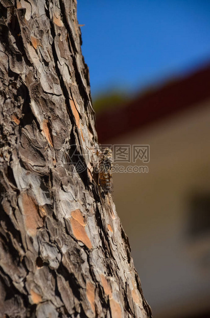 蝉坐在树干上克里特岛图片
