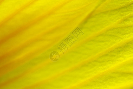 微距摄影中黄色花瓣的细节图片