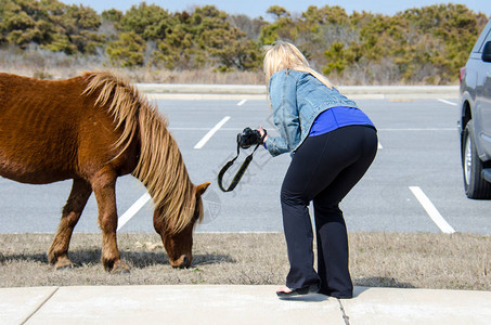 金发美女与野生物关系太近吸引命运的诱惑阿萨塔格岛的一匹野马图片