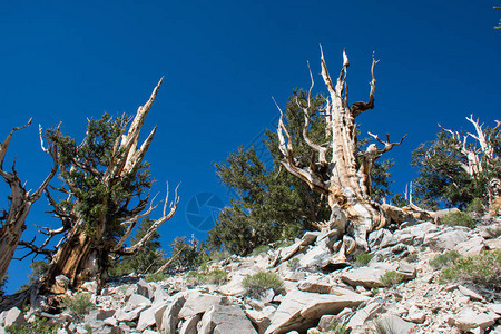 古老的狐尾松树这些古老的树木具有扭曲和多节的特征加利福尼图片