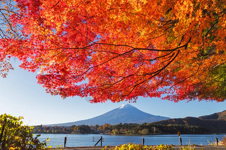 这张照片是在秋天的富士山周边地区拍摄的图片