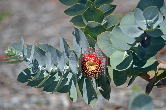 澳大利亚本土MottlecahEucalyptusmacrocarpa桃金娘科的叶子和开花西澳大利亚特有花是图片