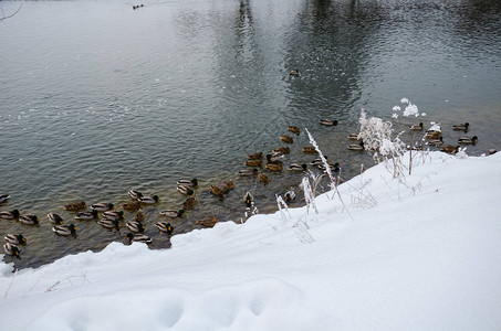 冬天河里美丽的鸭子图片