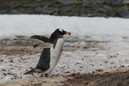 在自然栖息地的巴布亚企鹅图片