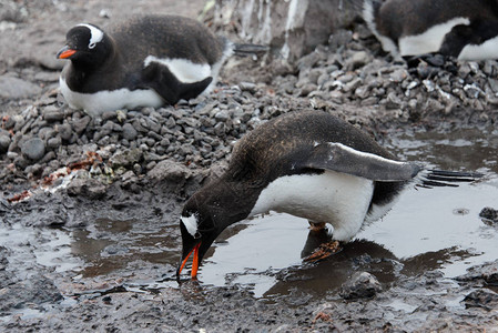 巴布亚企鹅在泥泞中行走图片
