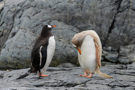 两只gentoo企鹅黑色和灰色图片