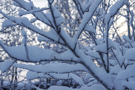 白雪覆盖的树枝特写图片