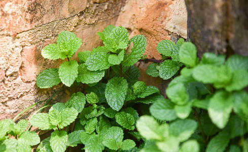 薄荷叶植物绿色薄荷叶在花园药草和食物中种植在菜园的泰国薄荷叶热带植物蔬图片