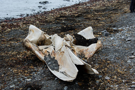 海滩上的鲸鱼头骨图片